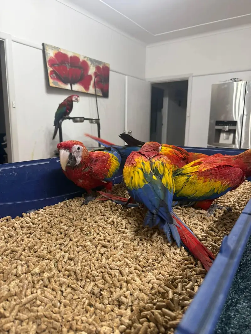 red macaw parrot chicks very good health for sale 03354887932 — photo 2