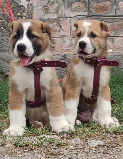 German shepherd double coat pair available for sale