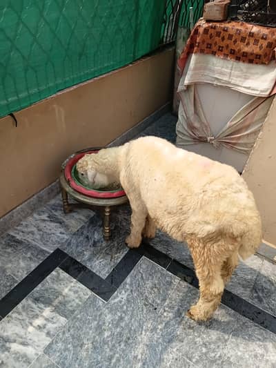 2 mundry lakha r kaka pure hai achi HD par 0304 4537101 wtsup