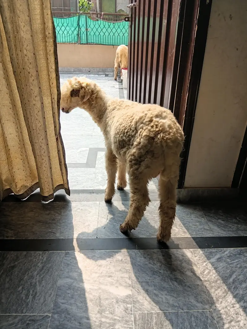 2 mundry lakha r kaka pure hai achi HD par 0304 4537101 wtsup — photo 4