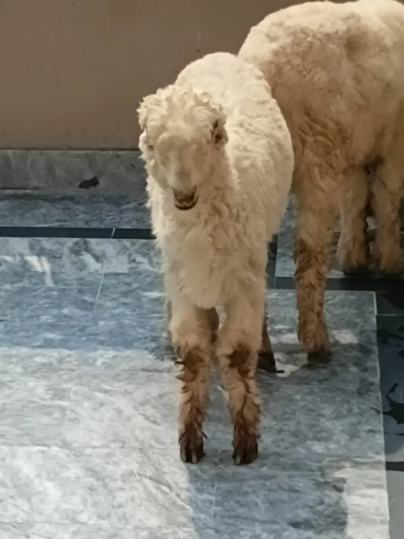 2 mundry lakha r kaka pure hai achi HD par 0304 4537101 wtsup — photo 5