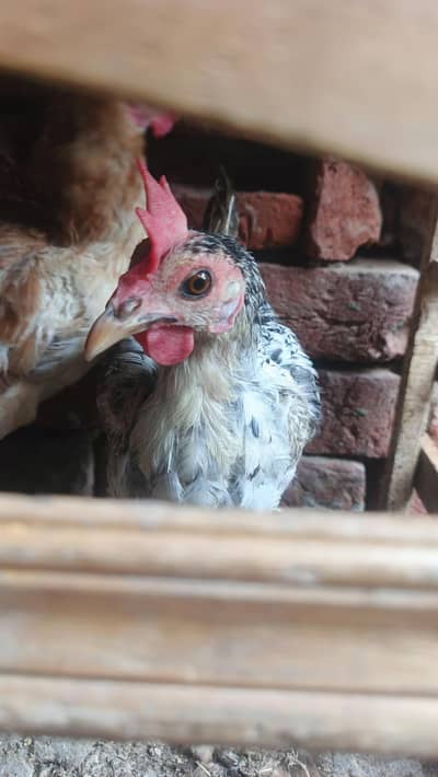 Desi murgi for sale
