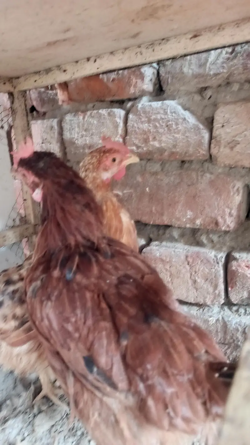 Desi murgi for sale — photo 2