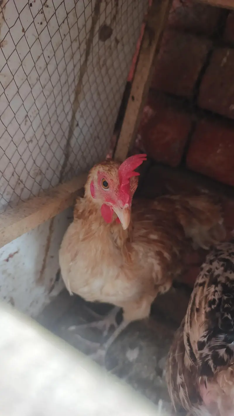 Desi murgi for sale — photo 3