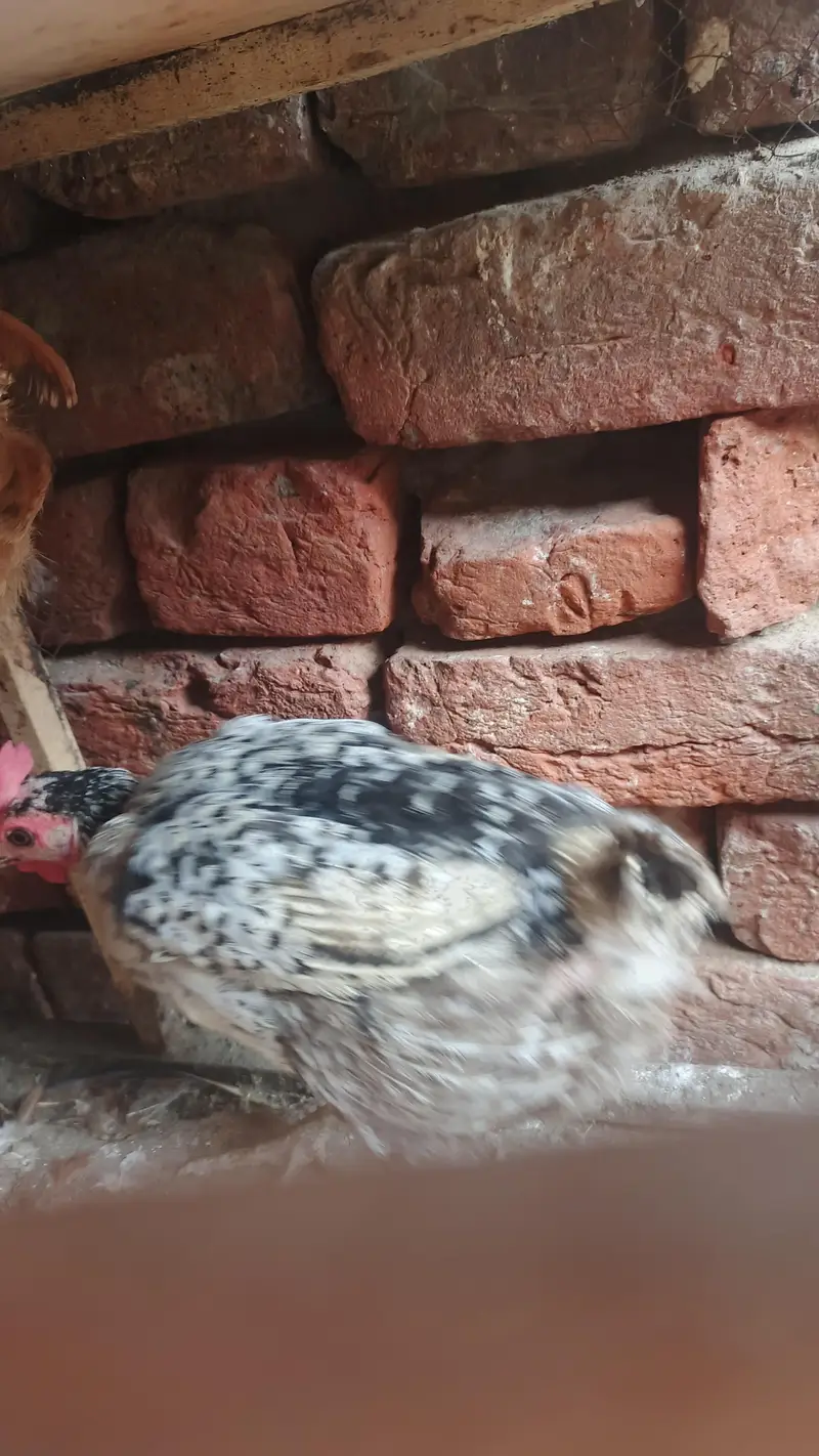 Desi murgi for sale — photo 4