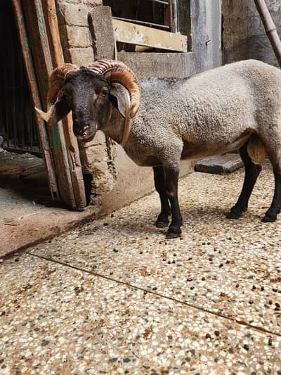 short tail kashtwari