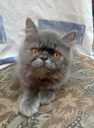 Punch Face Grey kitten  for sale