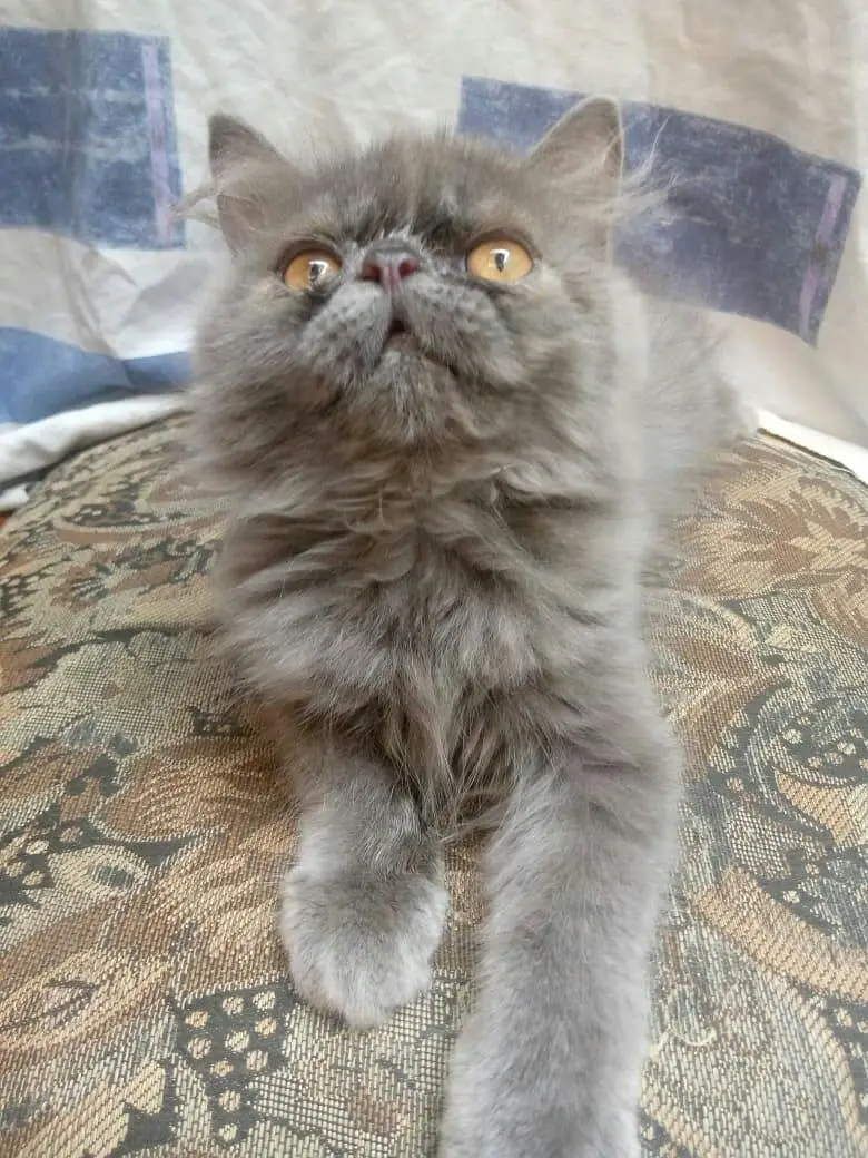 Punch Face Grey kitten  for sale — photo 2