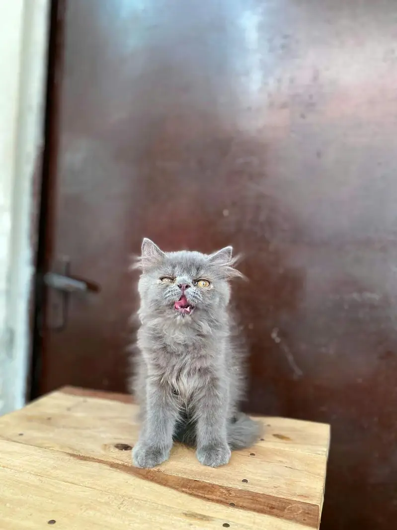 Punch Face Grey kitten  for sale — photo 3