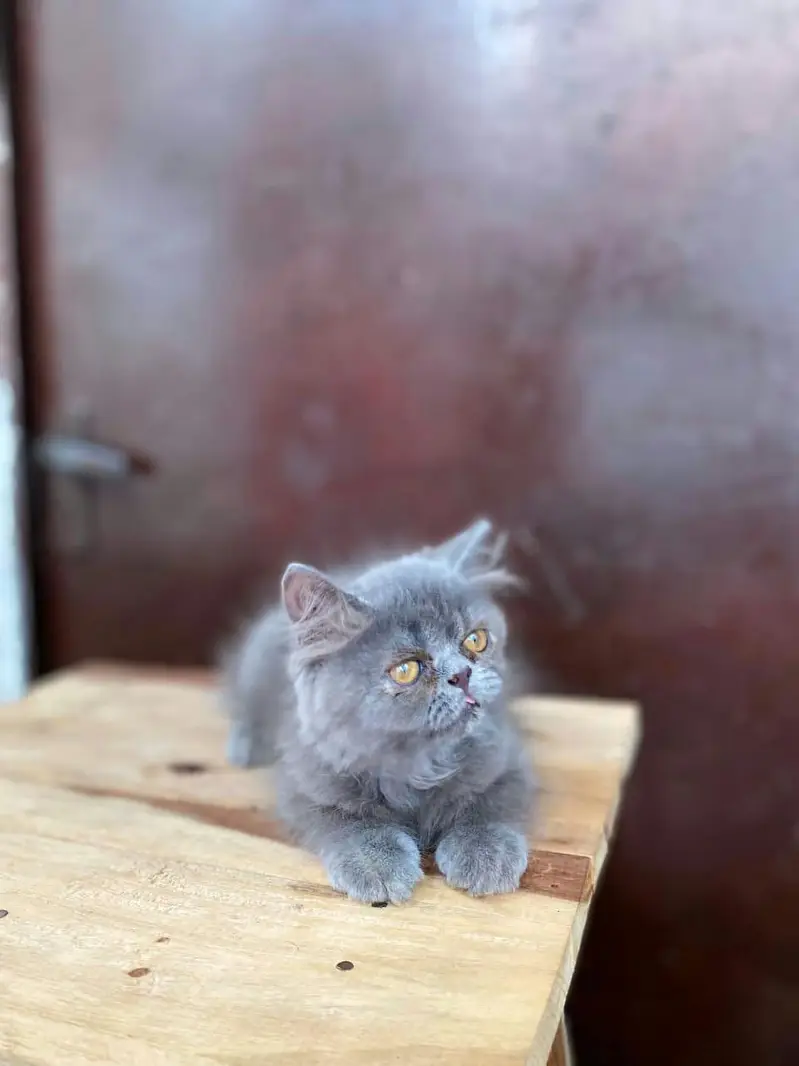 Punch Face Grey kitten  for sale — photo 4