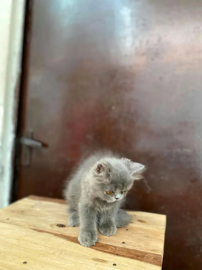 Punch Face Grey kitten  for sale — photo 5