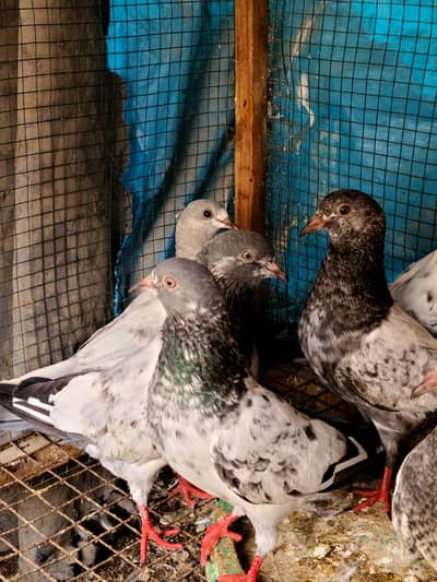 Kabli Kabotar for sale 7000Rs