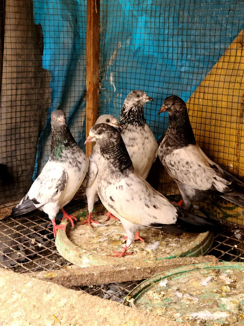 Kabli Kabotar for sale 7000Rs — photo 3