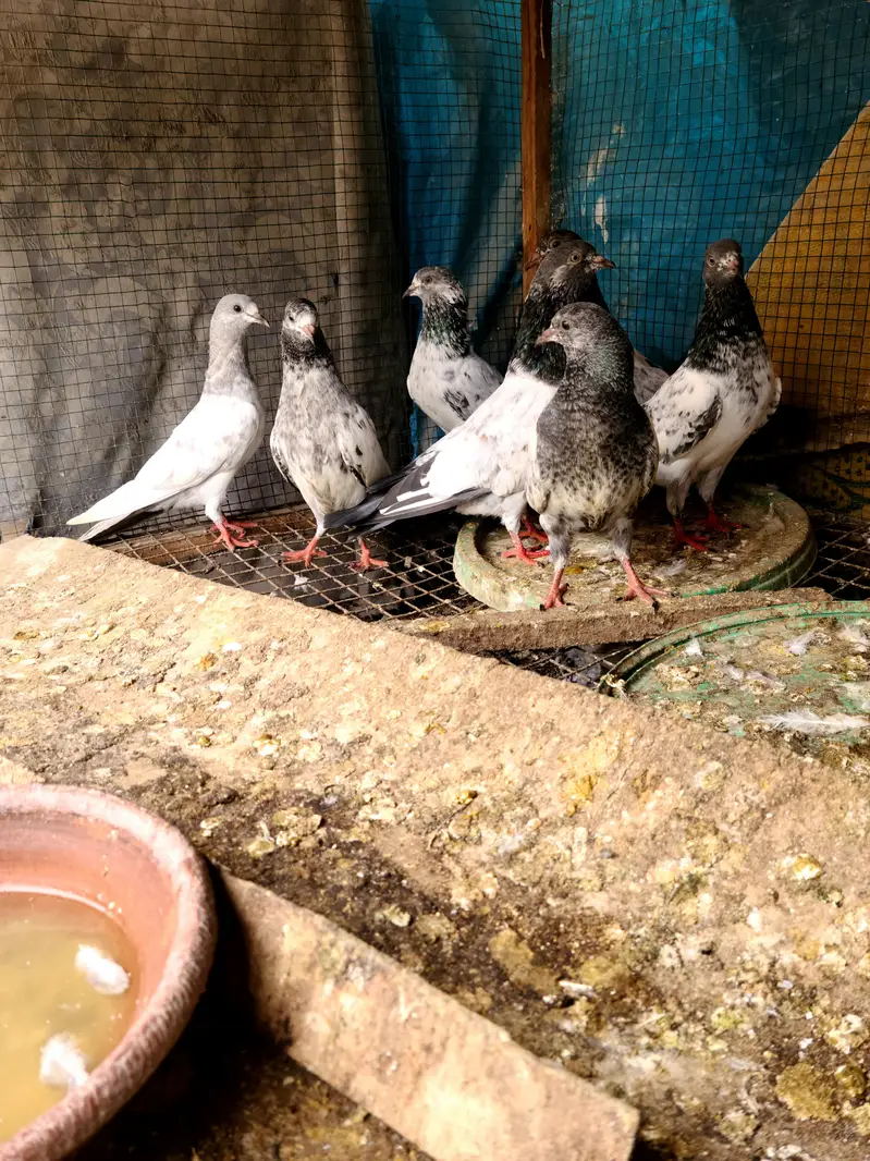 Kabli Kabotar for sale 7000Rs — photo 4