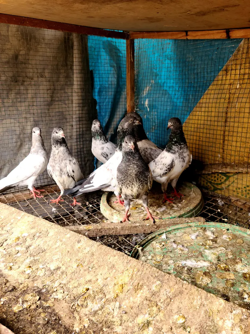 Kabli Kabotar for sale 7000Rs — photo 5