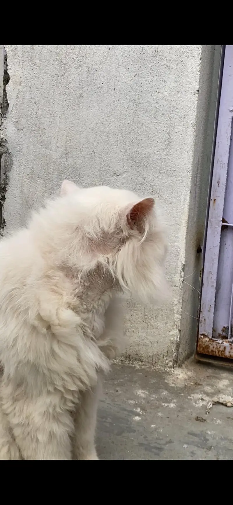 PERSHION CAT — photo 2