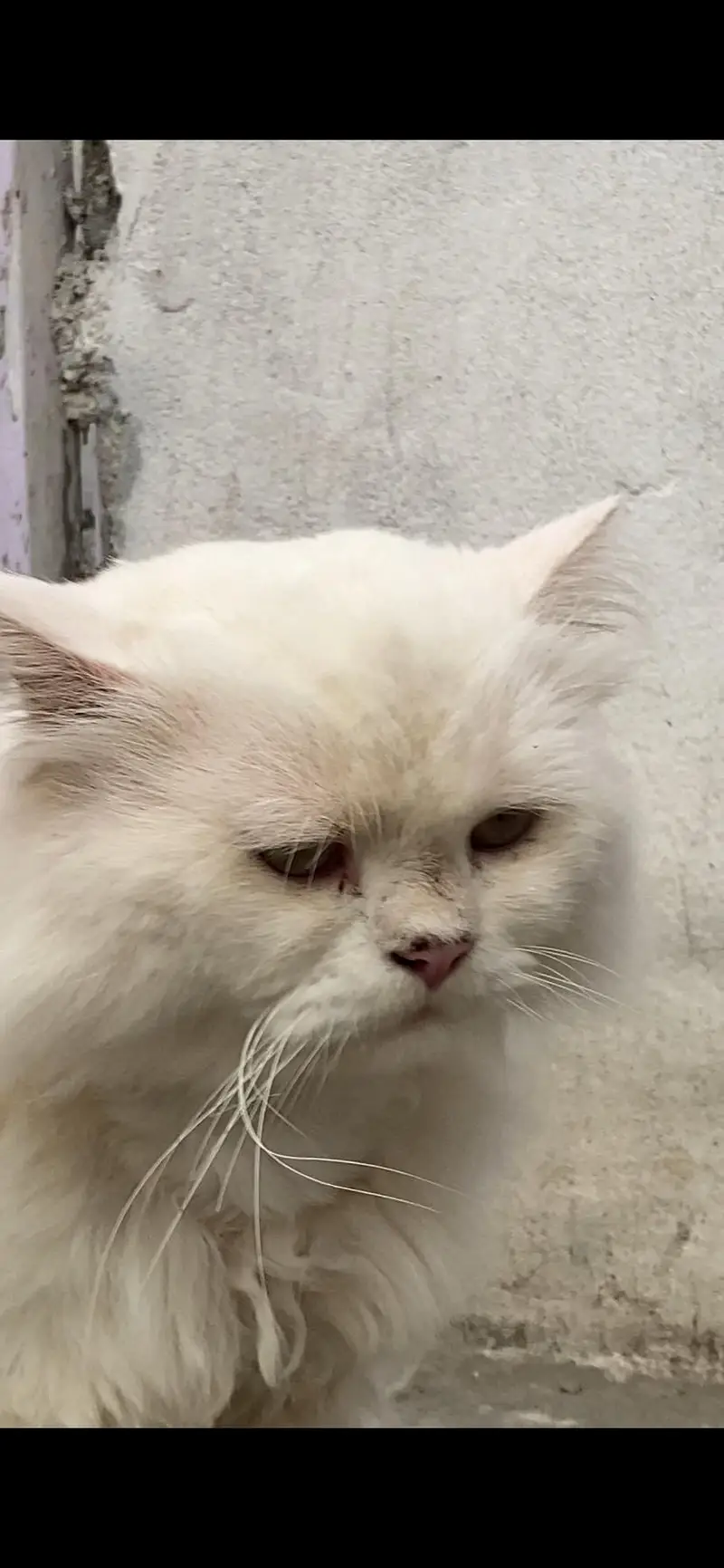 PERSHION CAT — photo 4