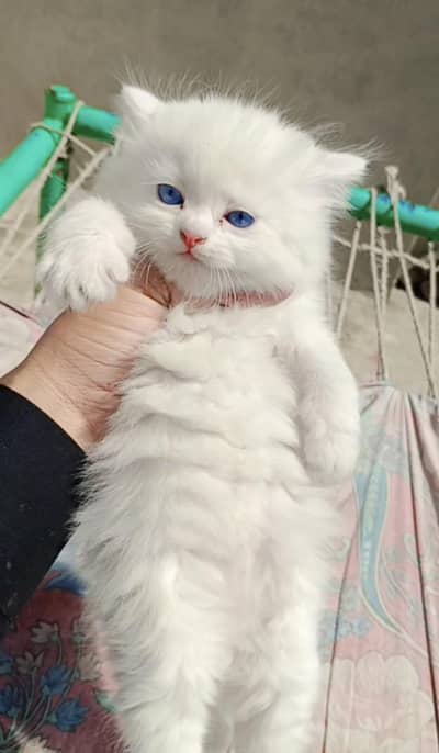 Persian kitten triple coated blue eyes for sale