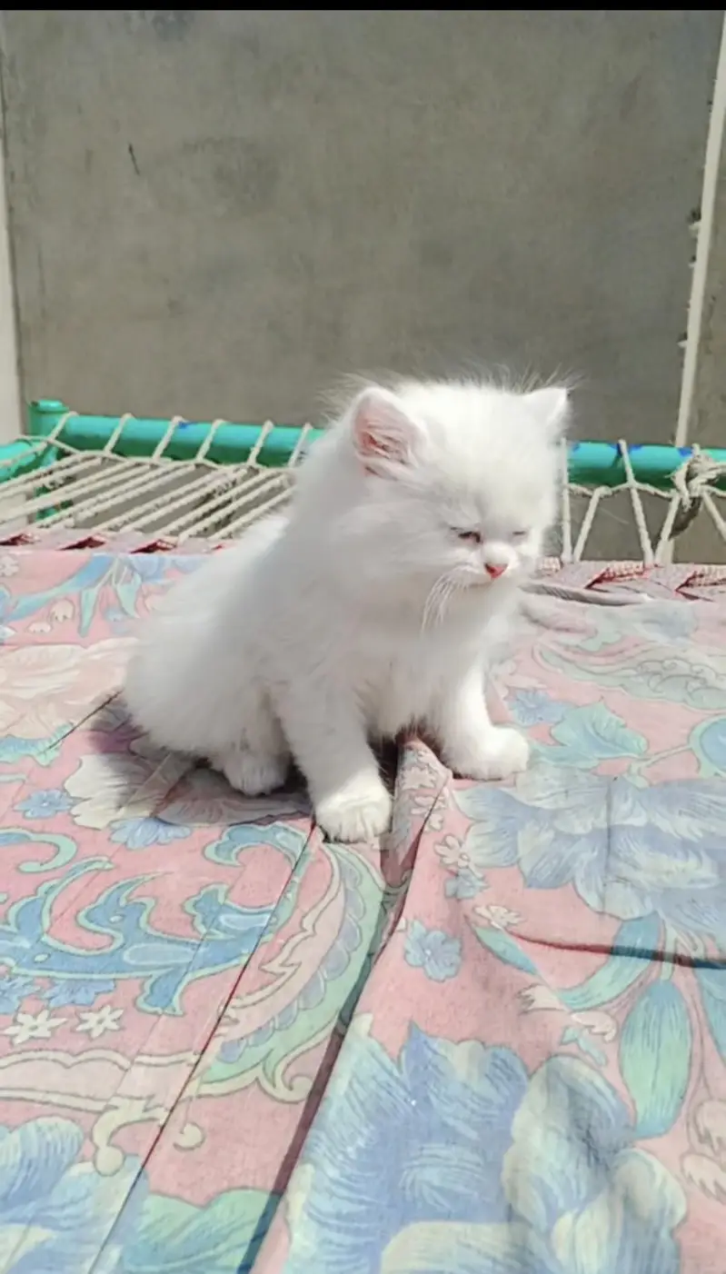 Persian kitten triple coated blue eyes for sale — photo 2