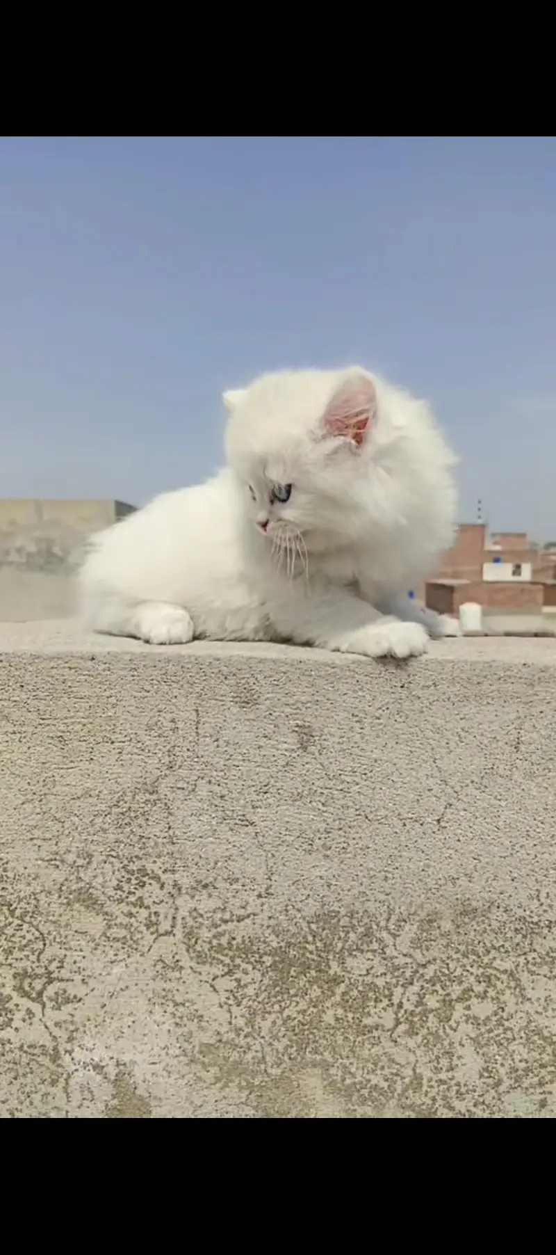 Persian kitten triple coated blue eyes for sale — photo 3