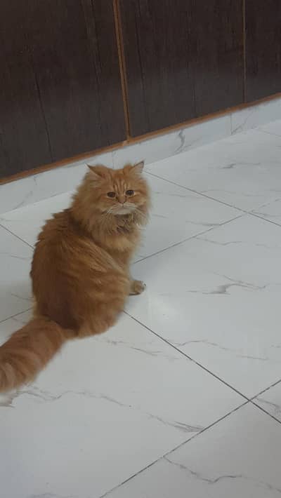 persian cat  available for sale
