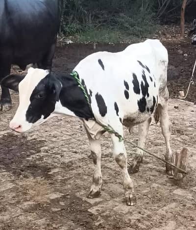 pure American breeder for sale