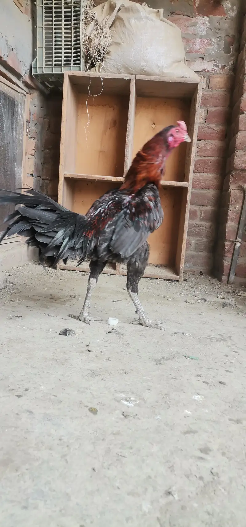 2 Thai pakoya male — photo 2