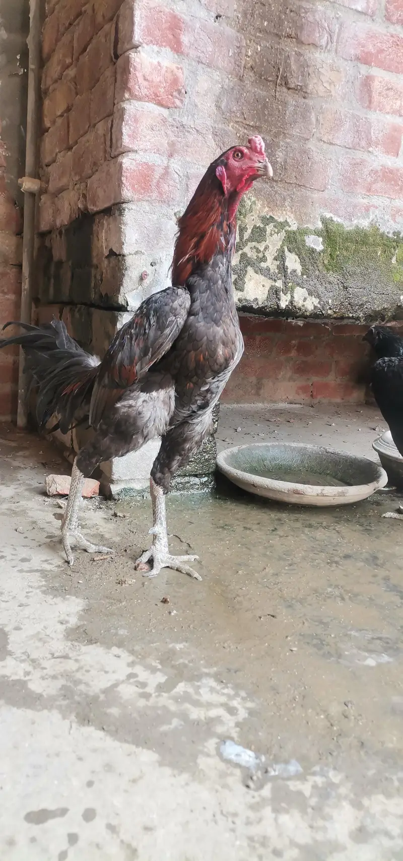2 Thai pakoya male — photo 3