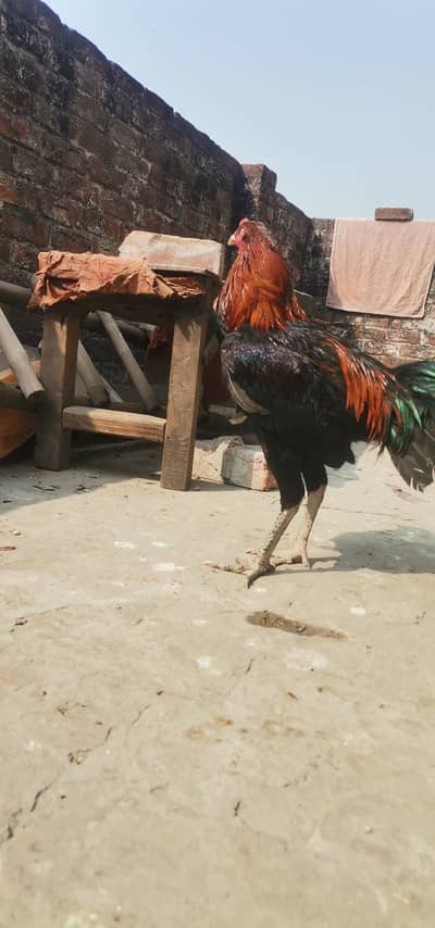 Thai pakoya male