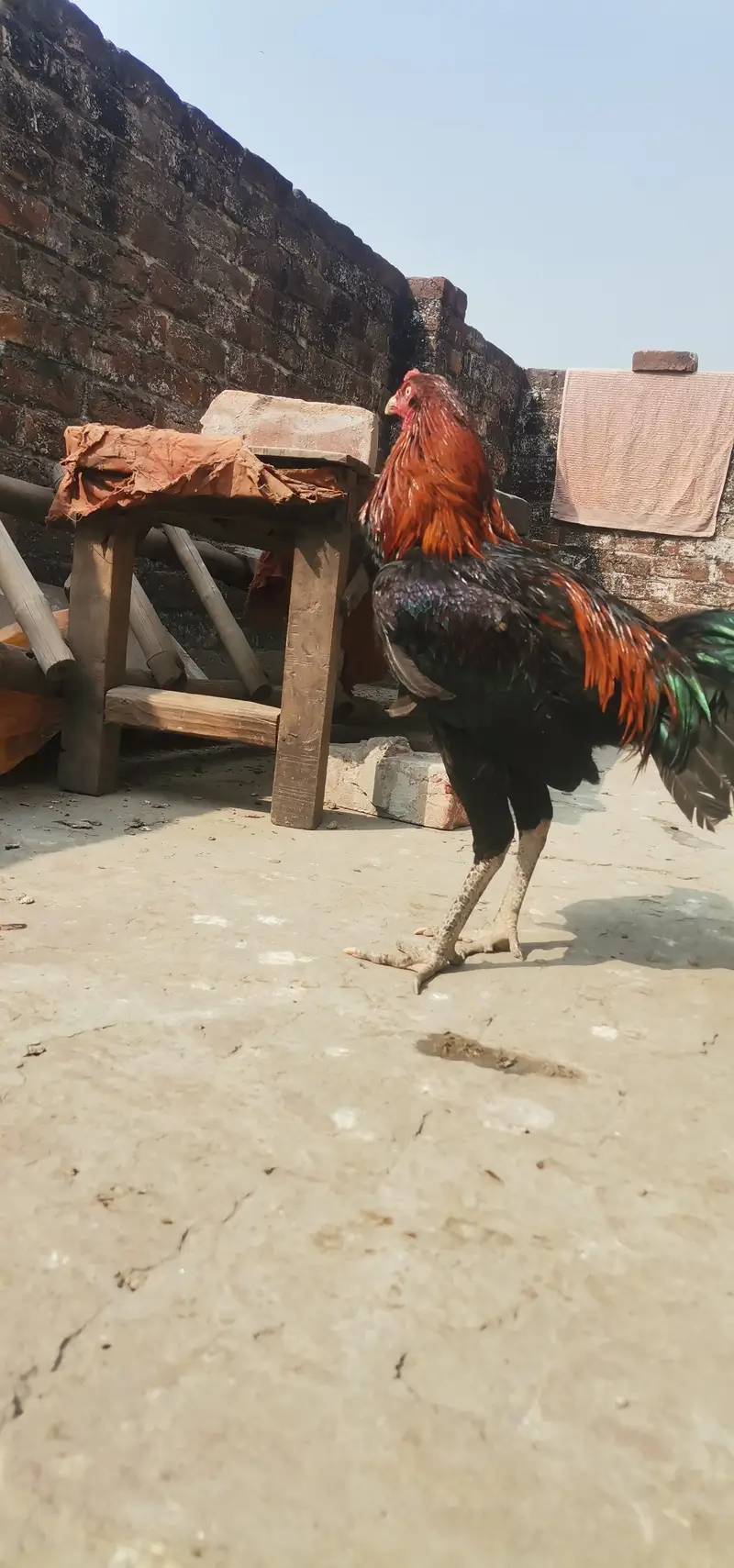2 Thai pakoya male — photo 5