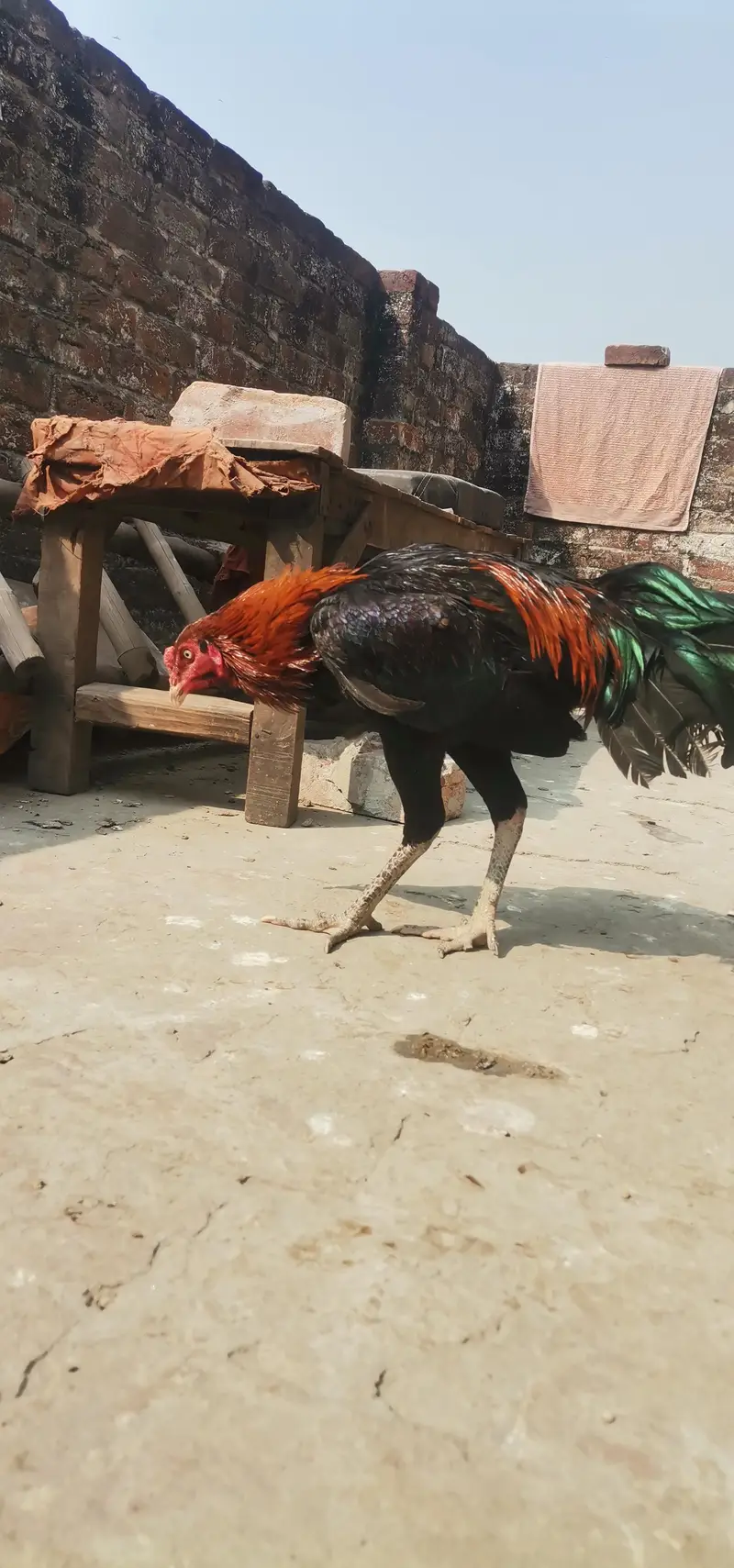 2 Thai pakoya male — photo 6