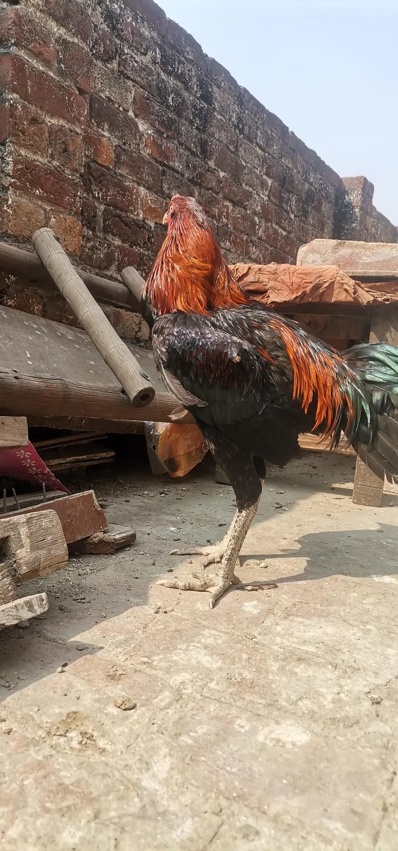 2 Thai pakoya male — photo 7
