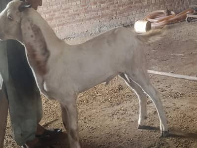 bakra