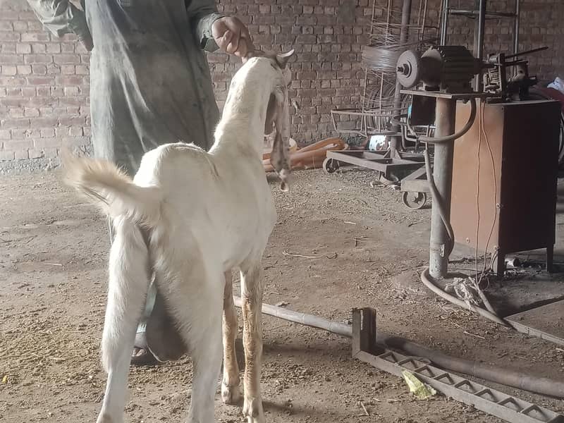 bakra 1