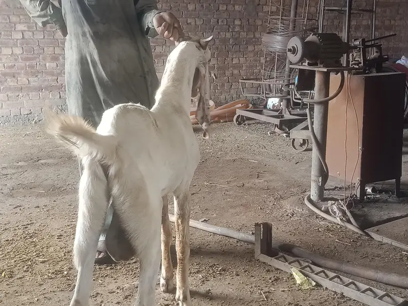 bakra — photo 2
