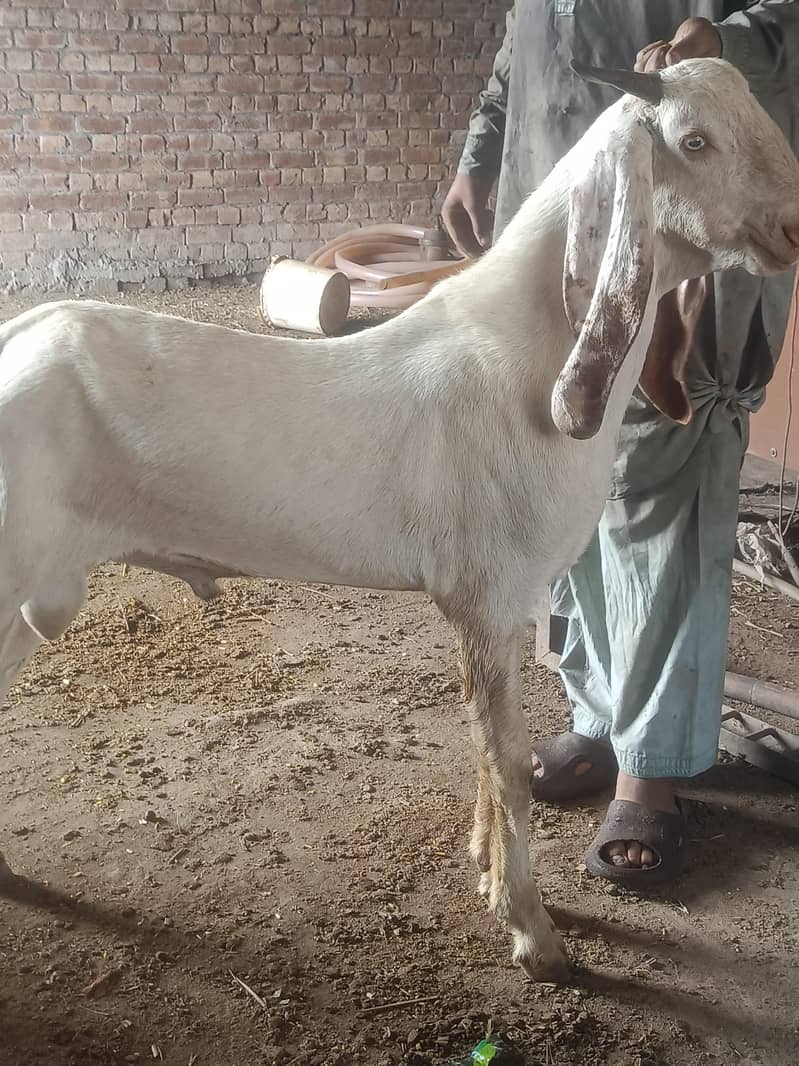 bakra 2