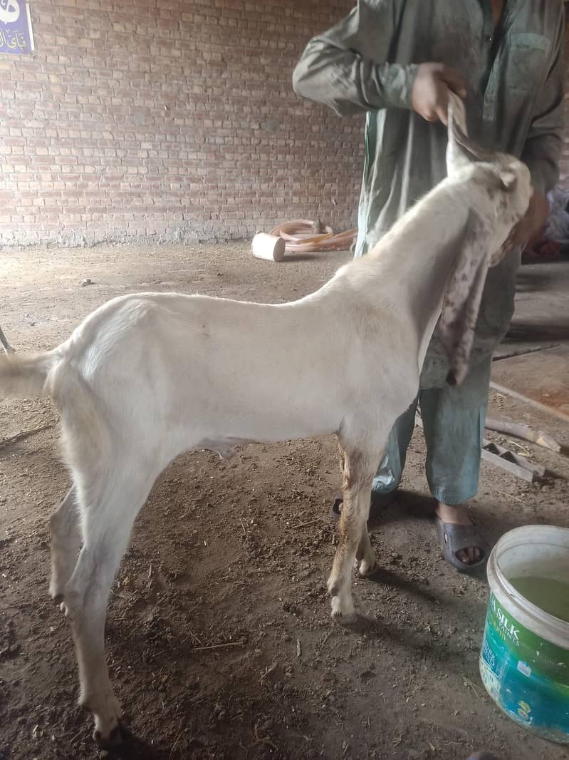 bakra 3