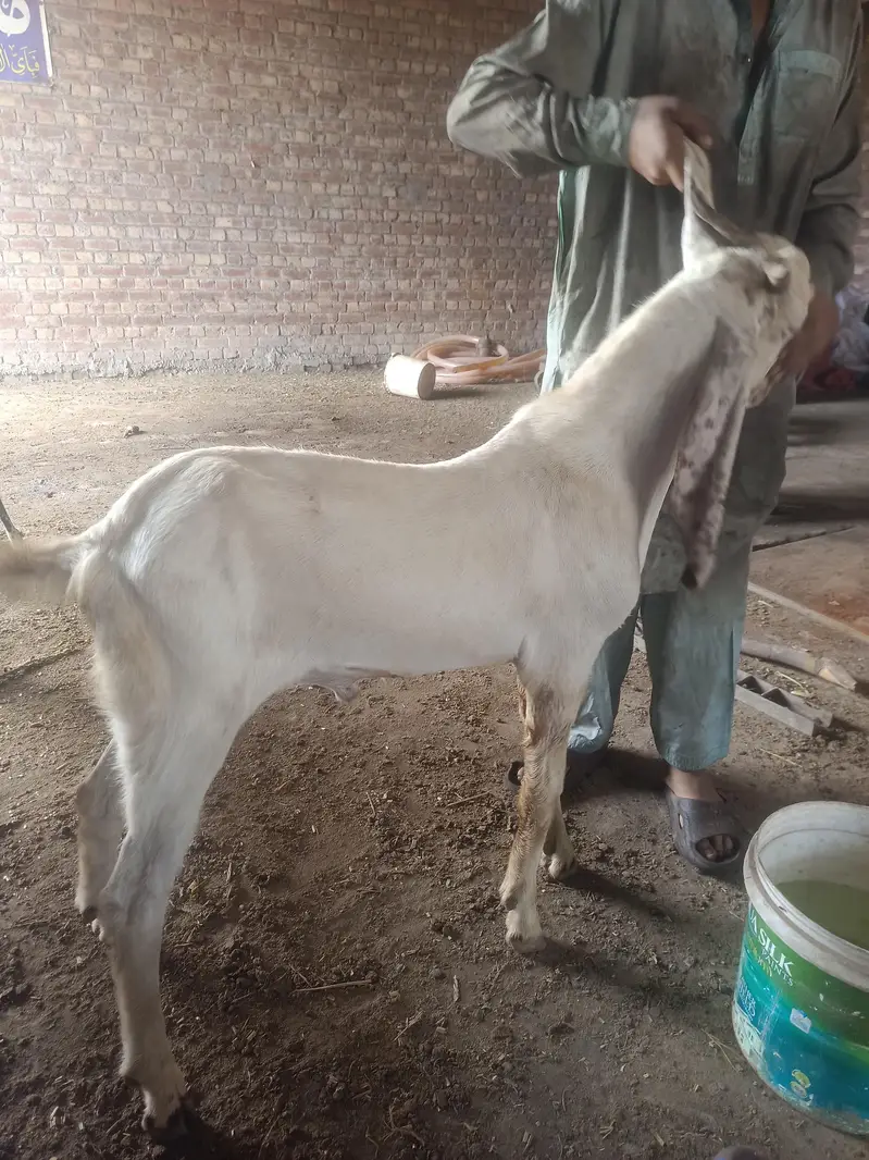 bakra — photo 4
