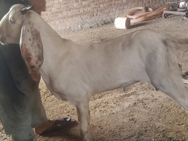 bakra 4