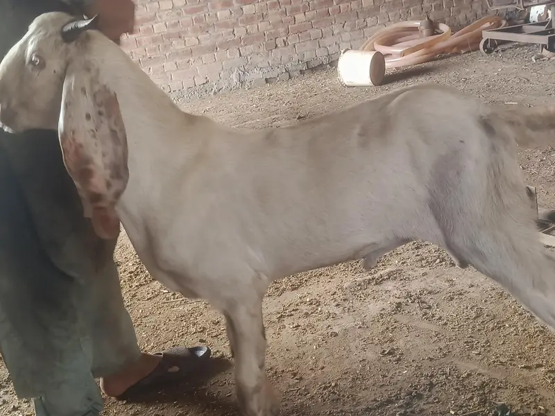 bakra — photo 5