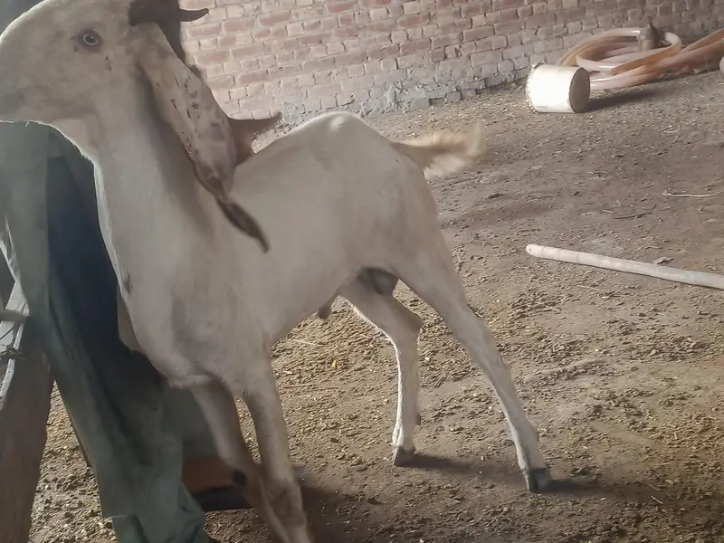 bakra — photo 6