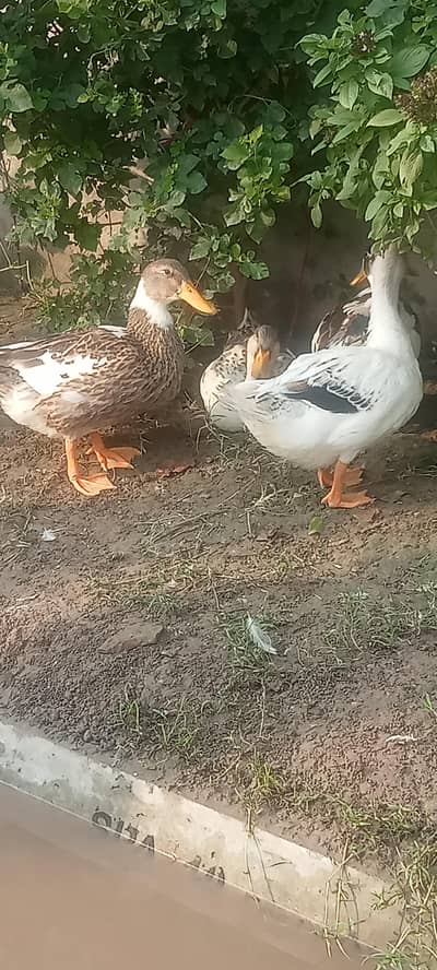 DUCK White and Black