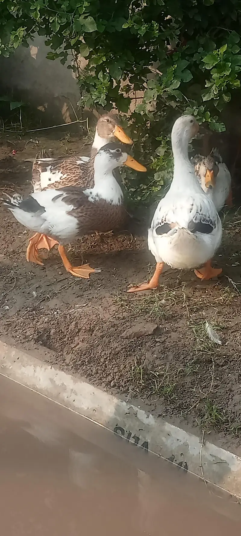 DUCK White and Black — photo 2