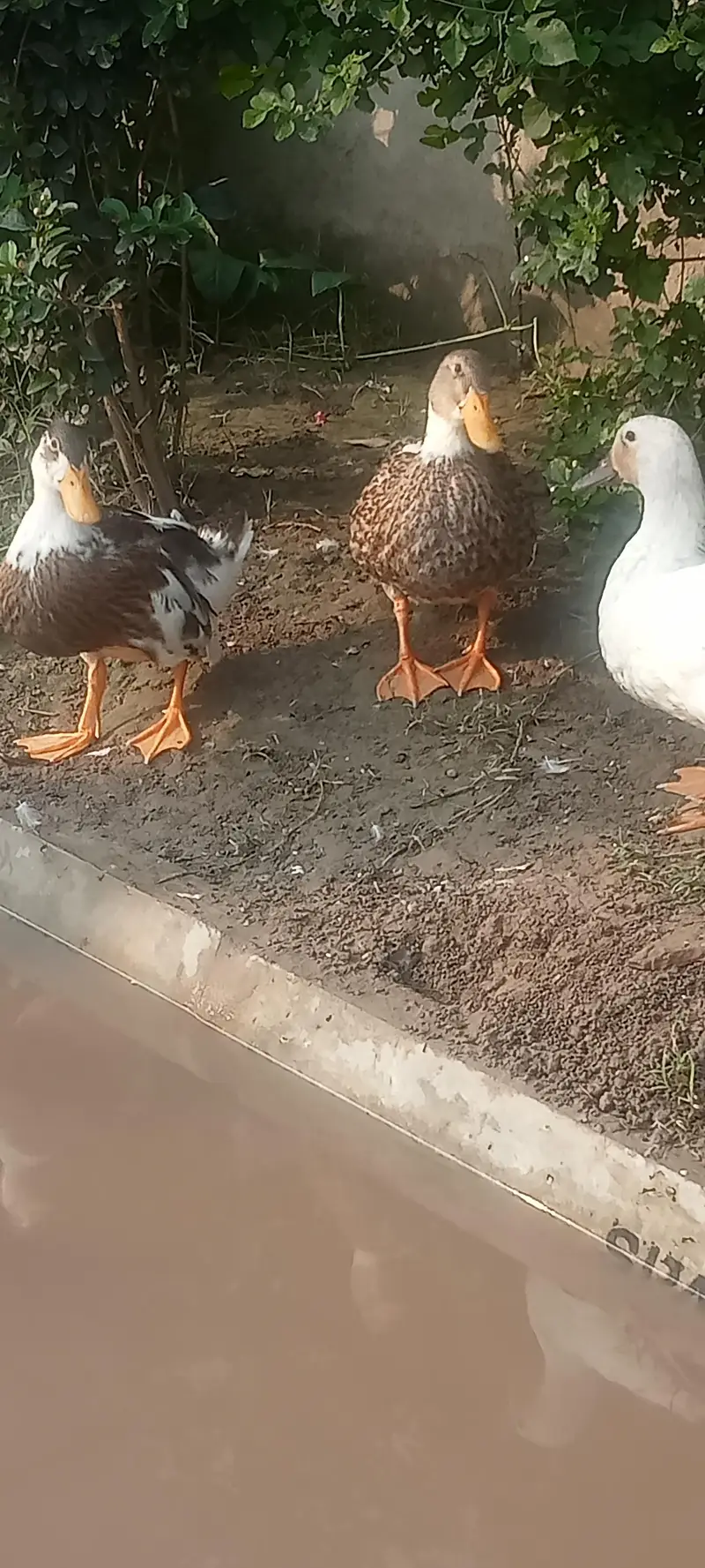 DUCK White and Black — photo 3