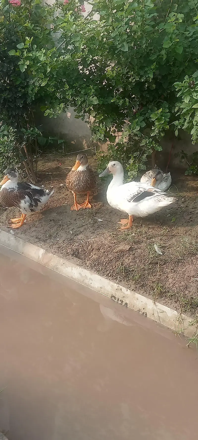 DUCK White and Black — photo 4