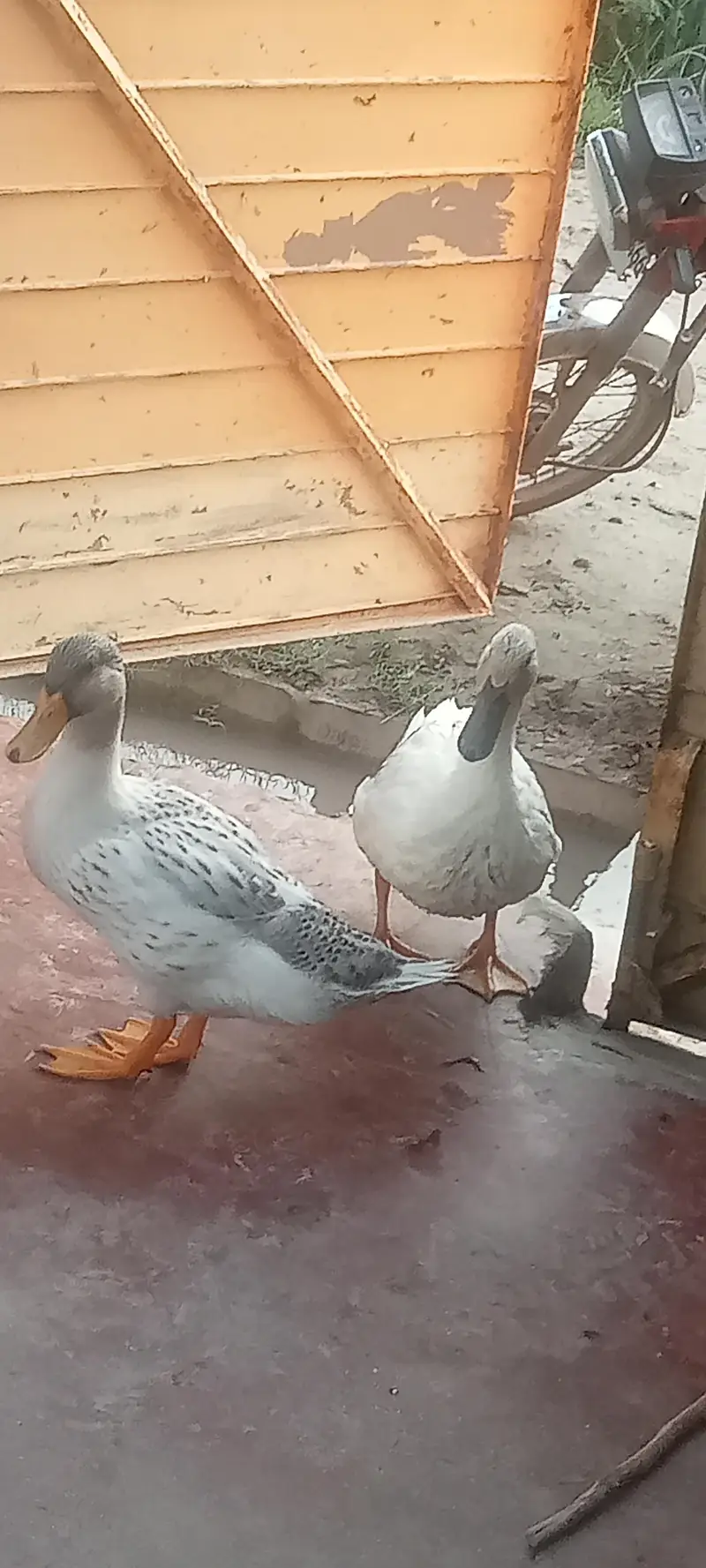DUCK White and Black — photo 5