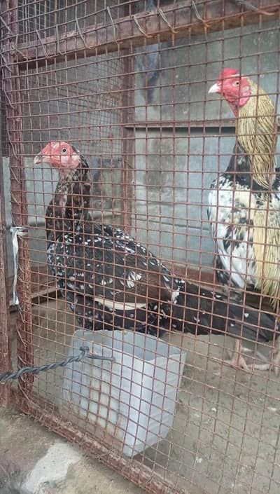 home breed agg wali morgi for sale
