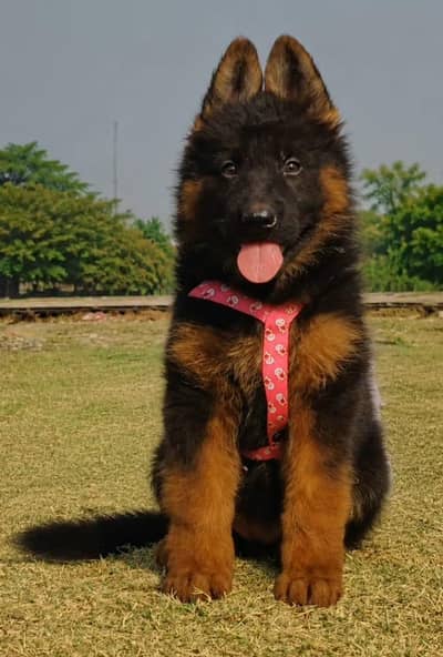 German Shepherd male puppy for sale