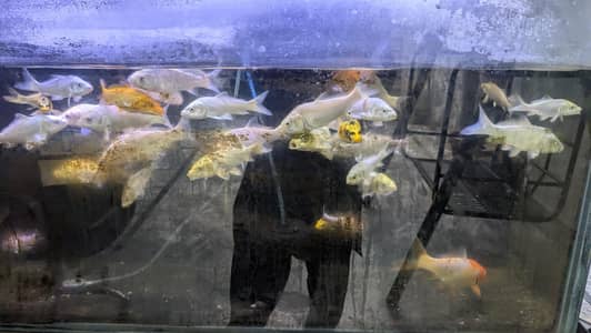 Japanese koi shubunkin