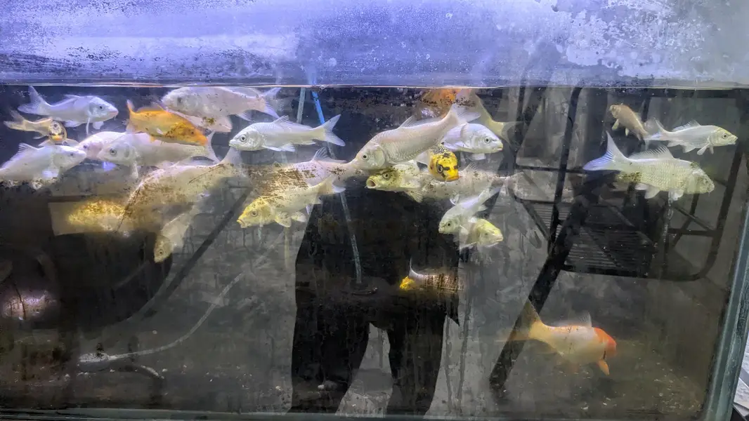 Japanese koi shubunkin